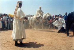 La danse du cheval    Tarik Moudjit